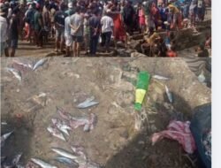 Ikan Dihancurkan, Harga Diri Diinjak! Oknum Satpol PP Ambon Tega Tendang Rezeki Pedagang Kecil di Pantai Mardika