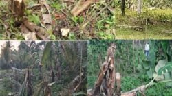 Diduga Sebagai Program Gereja, Kades Waisamu Terlibat Dalam Penebangan Tanaman dan Pengrusakan Bagian Rumah Warga Nuruwe