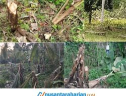 Diduga Sebagai Program Gereja, Kades Waisamu Terlibat Dalam Penebangan Tanaman dan Pengrusakan Bagian Rumah Warga Nuruwe