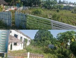 Dari Percontohan Jadi Hutan Rumputan! Kebun PKK SBB Di Poles Rapih Buat Juri Sesaat,Sekarang Tinggal Semak Belukar